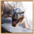 icon Dinosaurs Live Wallpaper 20.0