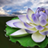 icon Lotus Blom Agtergrond 2.1.5