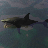 icon PetShark 1.0