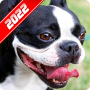 icon Boston Terrier Wallpaper