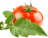 icon tj.agroinform.tomato 2.4.9