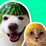 icon Animal Stickers