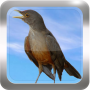 icon Canto de Sabiá