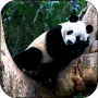 icon Sleeping Panda Video Wallpaper