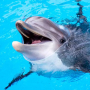 icon The Dolphin