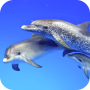 icon Dolphins Video Live Wallpaper