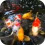 icon Koi Fish Video Wallpaper 3D