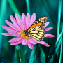 icon Butterflies Live Wallpaper