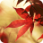 icon Autumn Maple 7.2.9