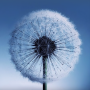 icon Dandelion Live Wallpaper