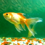 icon Aquarium