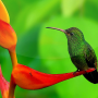 icon Birds Live Wallpaper