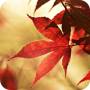 icon Autumn Maple