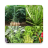 icon Plantes medicinales 5.13.8