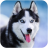 icon Talking Husky 2.0.4