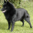 icon Schipperke Jigsaw Puzzle 1.0