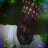 icon Yakubu 9.8