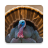 icon Turkey bird sounds 3.8.0
