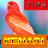 icon Tips Perawatan Kenari 1.8